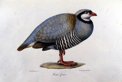 Tavola di storia naturale che rappresenta una pernice greca. Incisione del XIX secolo. da Unknown artist