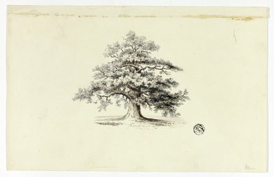 Quercia da Unknown artist