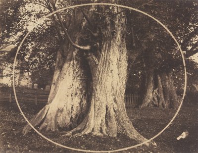 Querce in un cimitero da Unknown artist