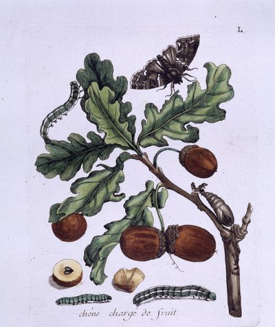 Frutti di quercia: ghiande, farfalle e bruchi da Unknown artist