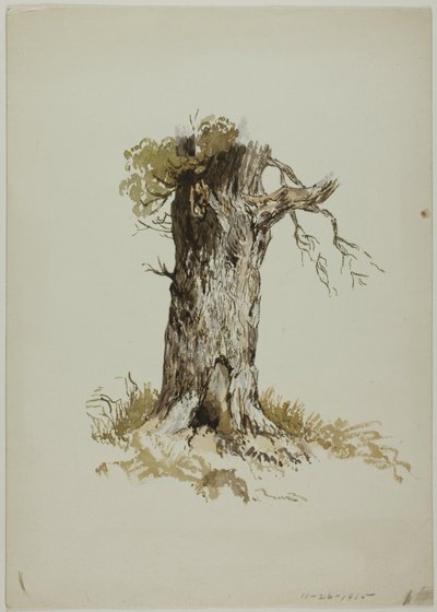 Vecchio tronco d