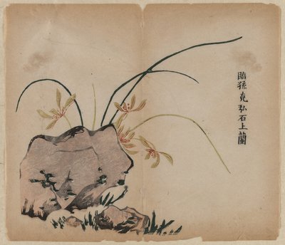 Orchidea sulle rocce da Unknown artist