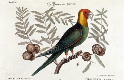 Ornitologia: pappagallo della Carolina (Psittacus caroliniensis) da Unknown artist