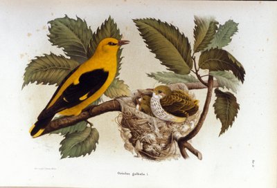 Ornitologia: un loriot vicino al nido dei suoi piccoli da Unknown artist