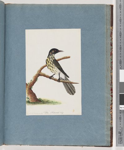 Pagina 100. Mangiatori di miele della Nuova Olanda. Certhia Novae Hollandiae da Unknown artist