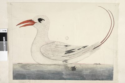 Pagina 100. Phaeton Red, Uccello tropicale dalla coda rossa Phaethon rubricauda, 1791-92 da Unknown artist
