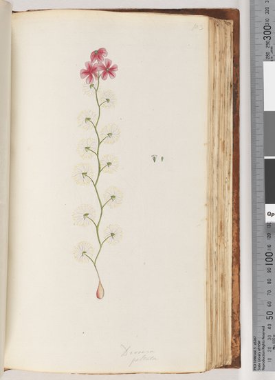 Pagina 103. Drosera peltata da Unknown artist