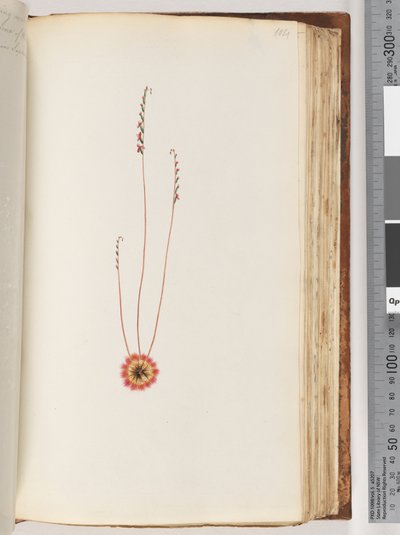 Pagina 104. Pianta non identificata da Unknown artist