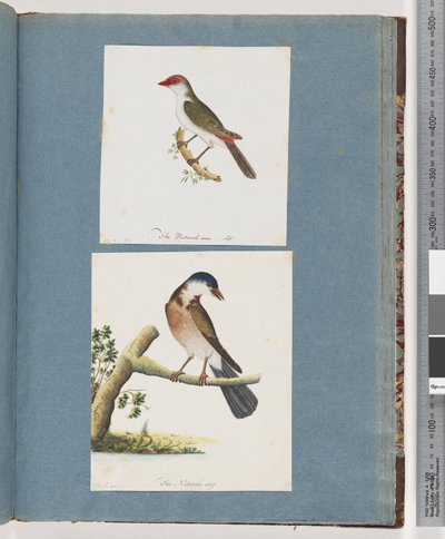 Pagina 105. Fringuello dalle sopracciglia rosse. 106. Uccello non identificato da Unknown artist