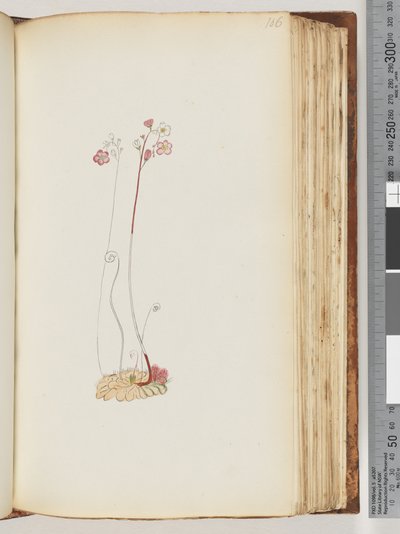 Pagina 106. Nessuna iscrizione, disegno non finito da Unknown artist