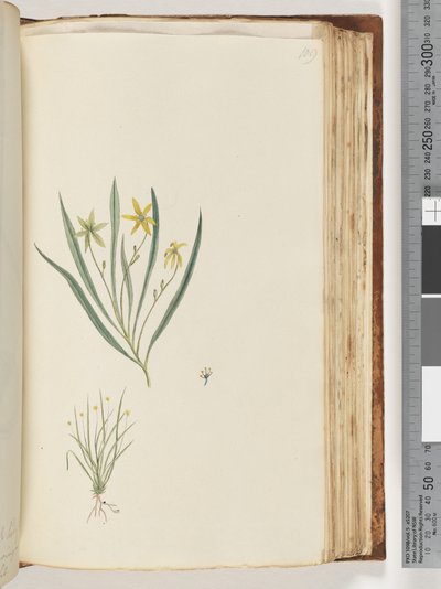 Pagina 109. Nessuna iscrizione. Pianta non identificata da Unknown artist
