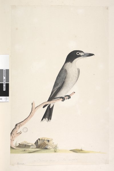 Pagina 10. Vanga. al centro inferiore in altra mano dimensione naturale, iride dubbia. Uccello macellaio grigio Cracticus torquatis maschio, 1791-92 da Unknown artist