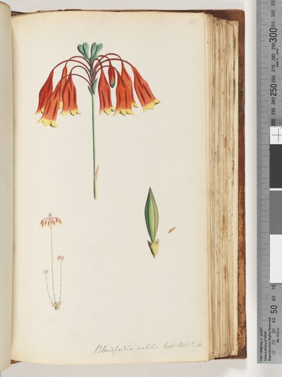 Pagina 111. Blandfordia nobilis Exot. Bot. t. 4. Campana di Natale da Unknown artist