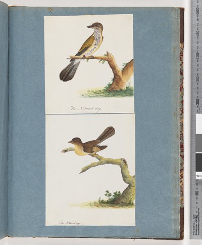 Pagina 111. Uccello non identificato. 112. Uccello non identificato. da Unknown artist