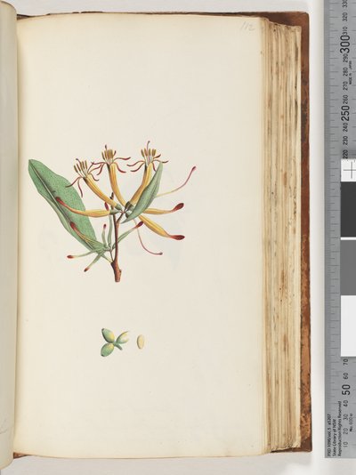 Pagina 112. Pianta non identificata da Unknown artist