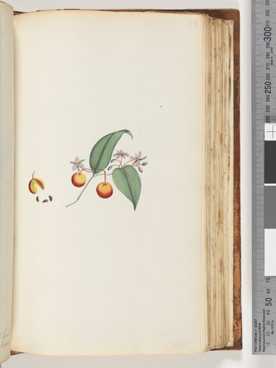 Pagina 113. Una rampicante o caprifoglio che si intreccia con gli alberi da Unknown artist
