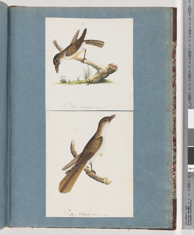 Pagina 117. Uccello non identificato. 118. Uccello non identificato da Unknown artist
