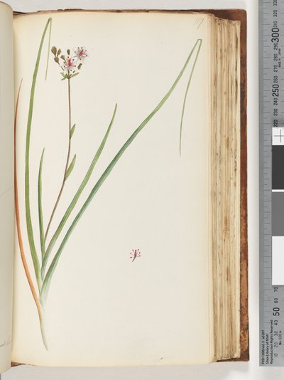 Pagina 117. Pianta non identificata da Unknown artist