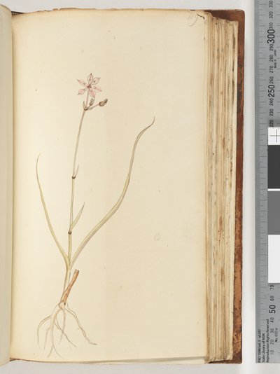 Pagina 119. Nessuna iscrizione, disegno incompiuto, pianta non identificata da Unknown artist