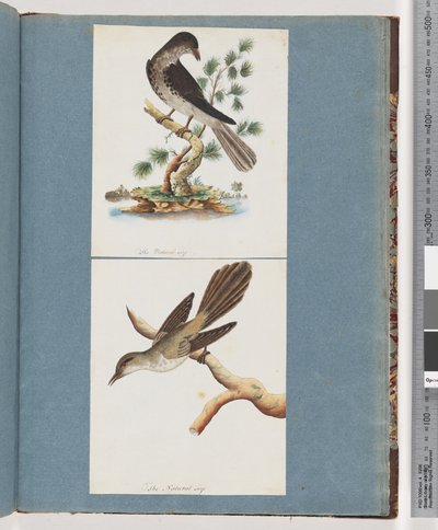 Pagina 119. Uccello non identificato. 120. Uccello non identificato da Unknown artist