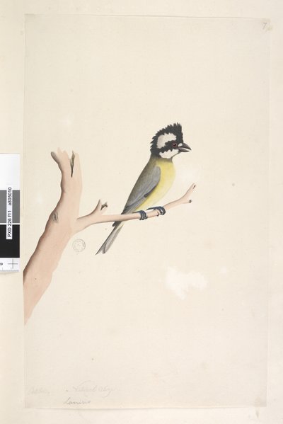 Pagina 11. Lanius. sopra il titolo in altra mano ottobre. Dimensione naturale. Tit crestata Falcunculus frontatus, 1791-92 da Unknown artist
