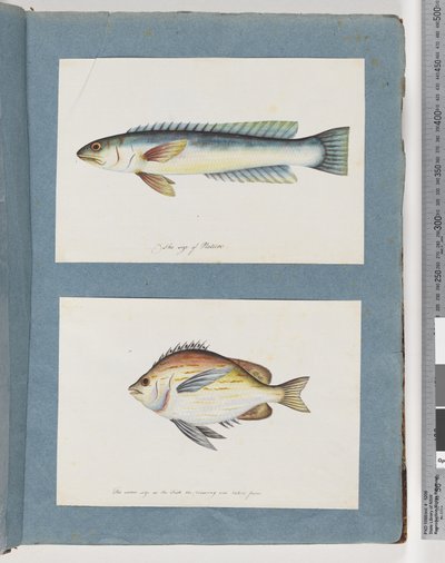 Pagina 11. Pesce non identificato. 12. Pesce non identificato da Unknown artist