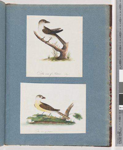Pagina 121. Uccello non identificato. 122. Uccello non identificato da Unknown artist