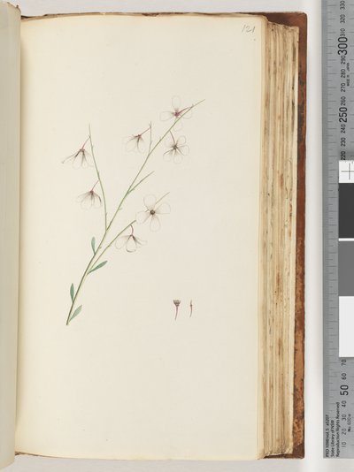 Pagina 121. Pianta non identificata da Unknown artist