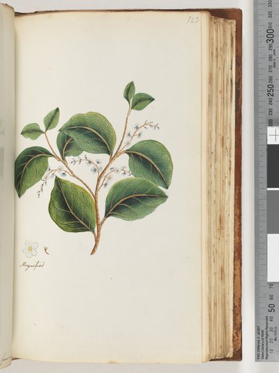 Pagina 123. Ingrandito sul recto da Unknown artist