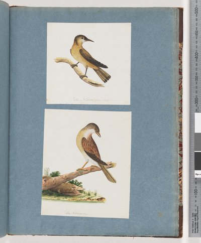 Pagina 125. Uccello non identificato. 126. Uccello non identificato da Unknown artist