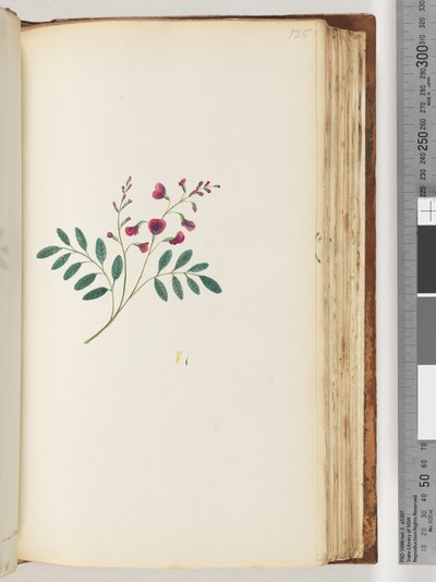Pagina 125. Pianta non identificata da Unknown artist