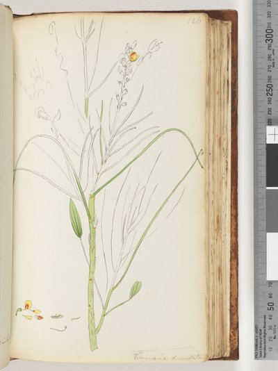 Pagina 126. Disegno incompiuto di Viminaria denudata da Unknown artist