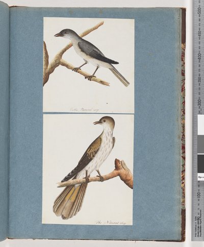 Pagina 127. Uccello non identificato. 128. Uccello non identificato da Unknown artist