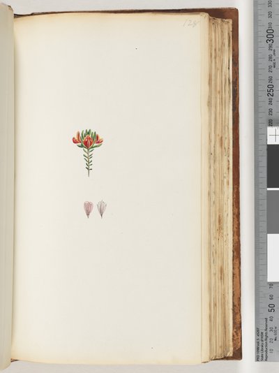 Pagina 128. Pianta non identificata da Unknown artist