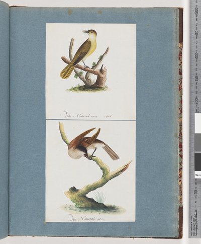 Pagina 129. Uccello non identificato. 130. Uccello non identificato da Unknown artist