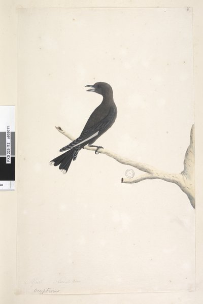 Pagina 12. Ocypterus. sopra il titolo in una mano diversa Aprile, grandezza naturale Legno Scuro, Rondine Artamus cyanopterus da Unknown artist