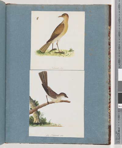 Pagina 131. Uccello non identificato. 132. Uccello non identificato da Unknown artist