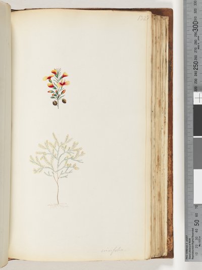 Pagina 132. Ericifolia da Unknown artist