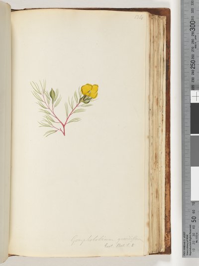 Pagina 134. Gompholobium grandiflorum da Unknown artist