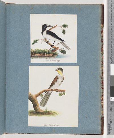 Pagina 135. Uccello non identificato. 136. Uccello non identificato da Unknown artist