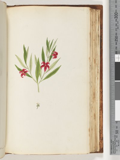 Pagina 136. Pianta non identificata da Unknown artist