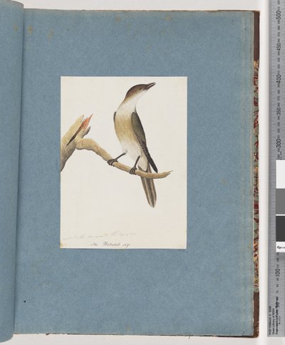 Pagina 137. Uccello non identificato, possibilmente il Tordo Armonico da Unknown artist