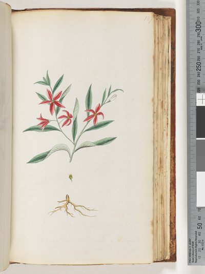 Pagina 137. Pianta non identificata da Unknown artist