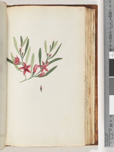 Pagina 138. Pianta fiorita e insetto senza nome da Unknown artist
