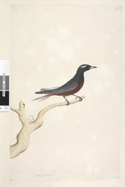 Pagina 13. Ocypterus. Dimensione naturale Artamus superciliosus, maschio, 1791-92 da Unknown artist