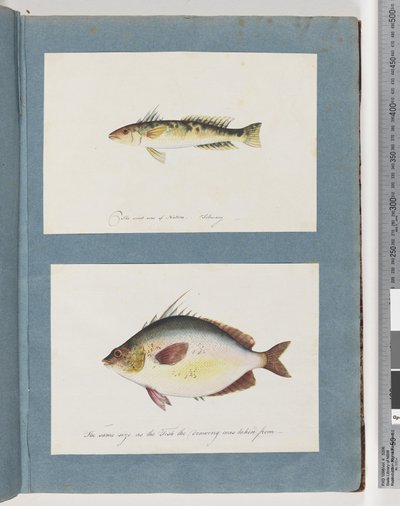 Pagina 13. Pesce non identificato. 14. Pesce non identificato da Unknown artist