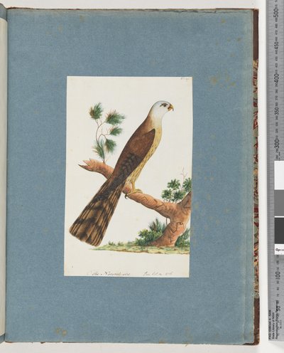 Uccello non identificato da Unknown artist