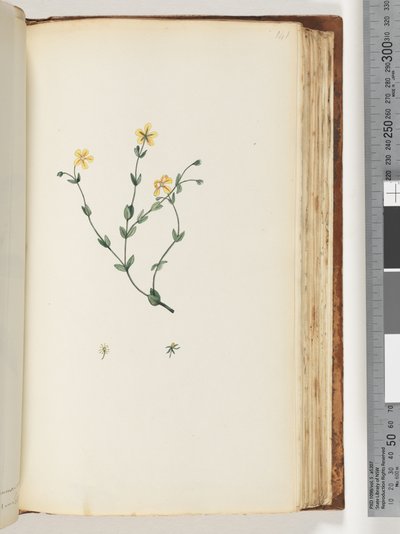 Pagina 141. Pianta non identificata da Unknown artist