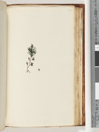 Pagina 143. Pianta non identificata da Unknown artist