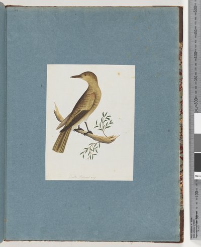 Pagina 144. Uccello non identificato da Unknown artist